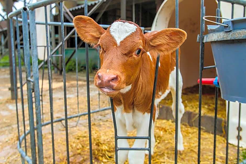 B&B/Boertel de Meander