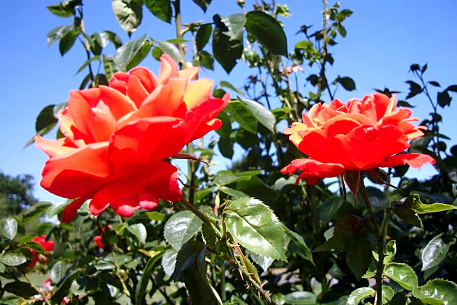 Pinfield Boutique Hotel