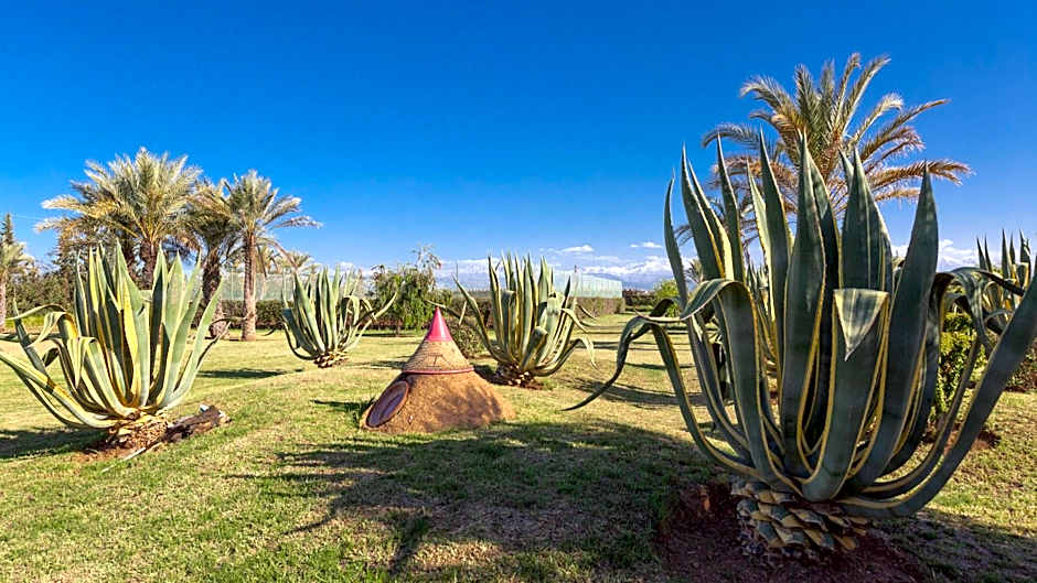 L'OLIVERAIE DE L'ATLAS