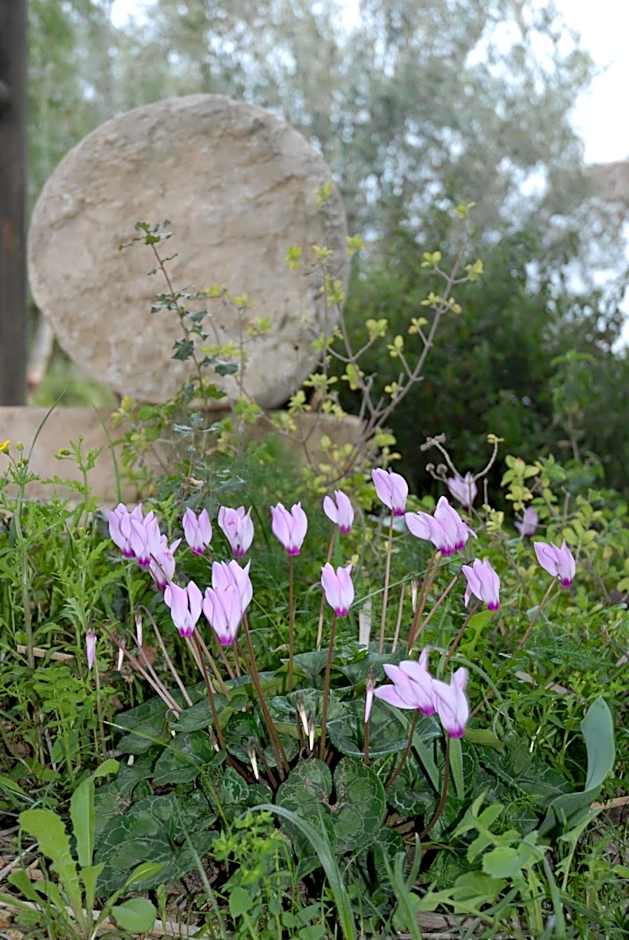Logos hotel in Yad Hashmona