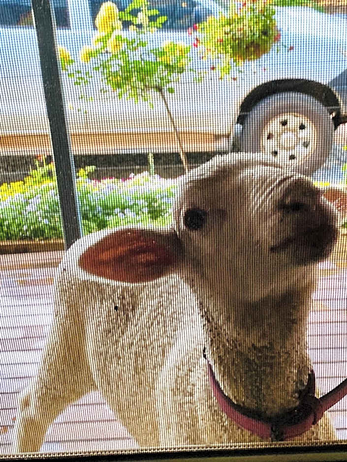 Sandalwood Downs Fabulous Farm Stay TOODYAY