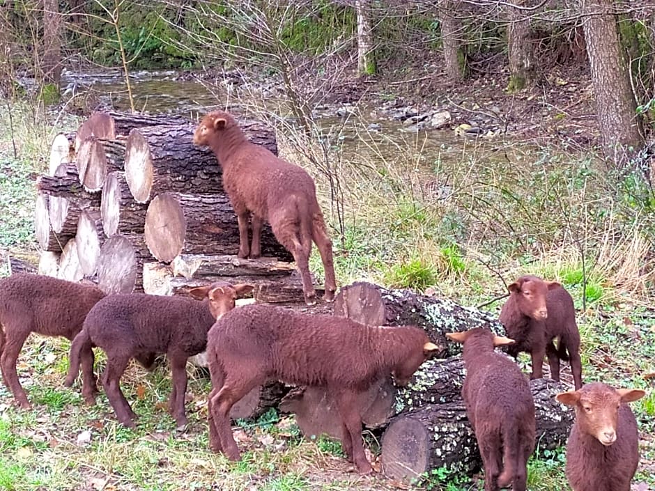 Chambre Cévennes: Piscine, lamas, rivière