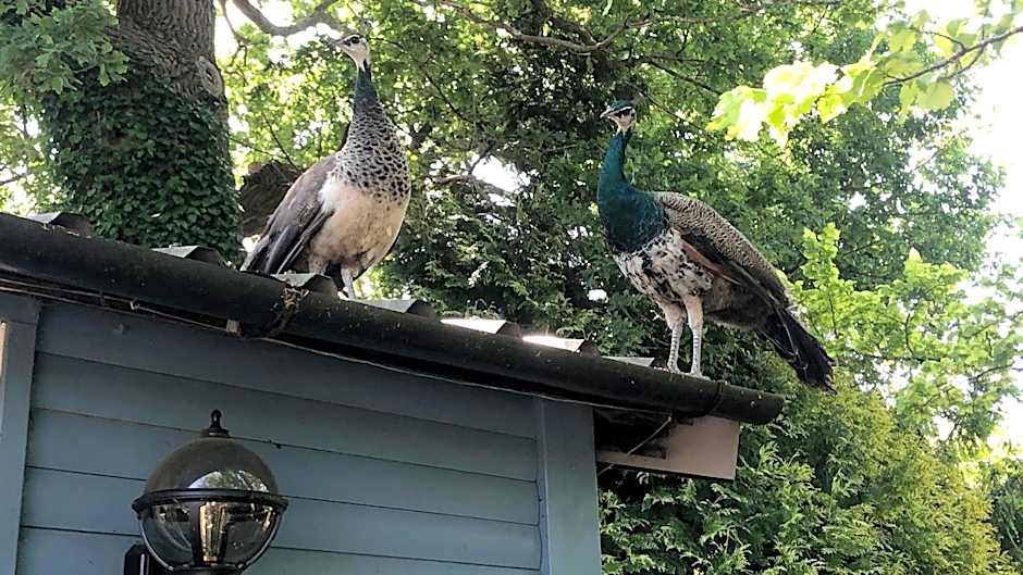 Luxurious Rural Cabin with Hot Tub