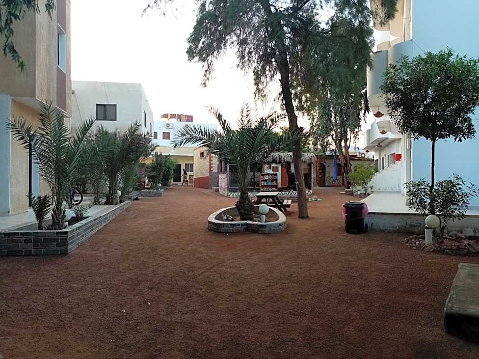 Oasis Fighting Kangaroo