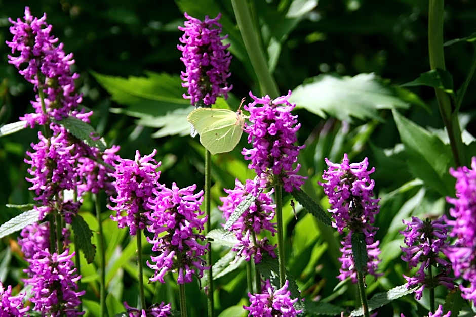 Landhaus Heinrichshof