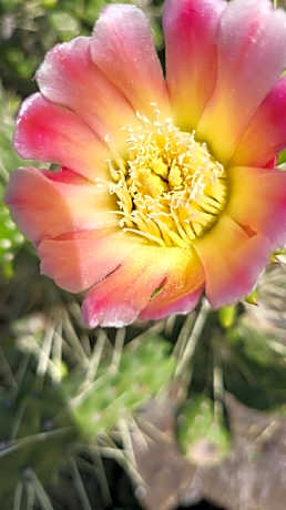 Tijarafe habitación.