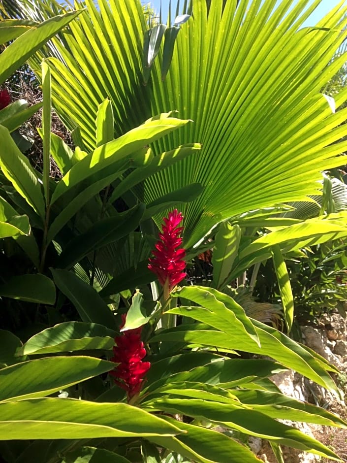 Chambre d'hôte Coeur-CoCo piscine