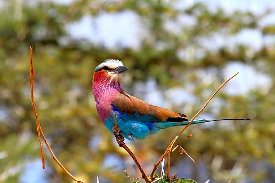 Jambo Mara Safari Lodge