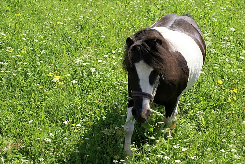 Hotel Eschenhof & Apartments
