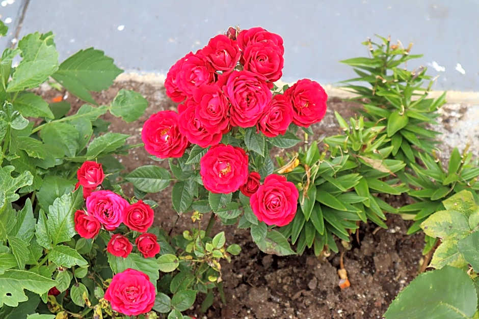 Express Inn & Suites Eugene