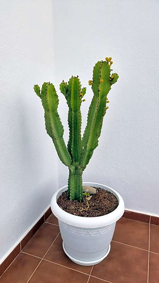 Caléndula Beach 1ºLinea mar