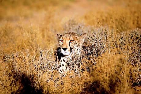 Inverdoorn Game Reserve Lodge