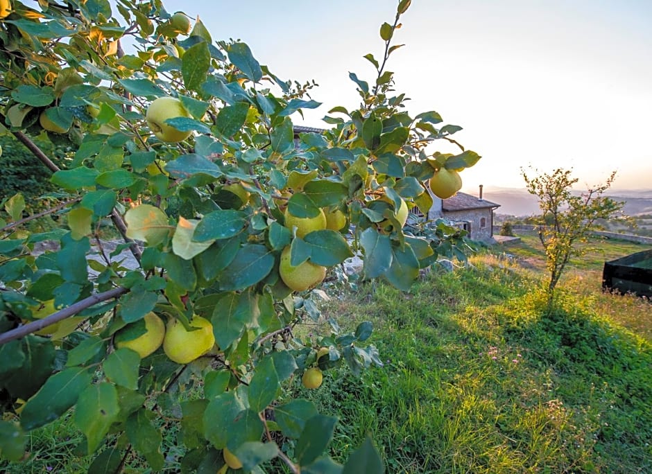 Fattoria Branciana