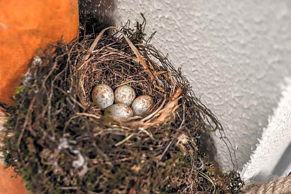 Eco Village In The Forest