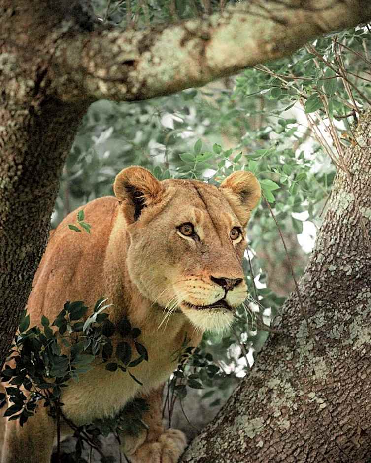 Amakhosi Safari Lodge