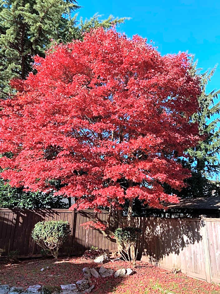 Orchid House near Vancouver YVR Airport