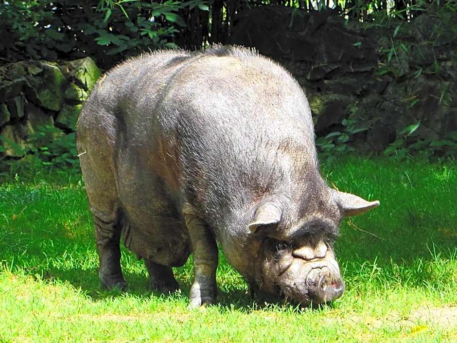 Chambres d'Hôtes et Suites à La Ferme de l'Oudon & SPA