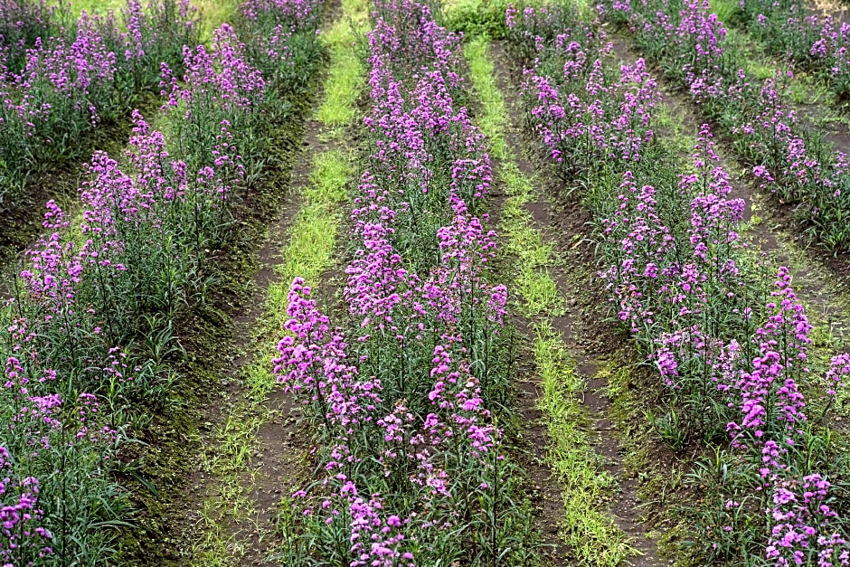Four Points by Sheraton Manado
