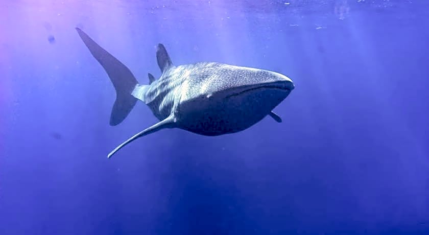 Tiger shark Residence 