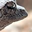 Chinaka Game Lodge