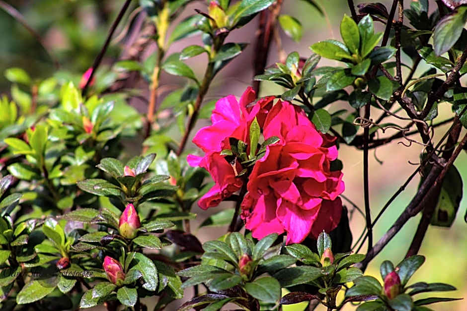 Tomah Retreat - Studio CHILL with fireplace and clawfoot bath