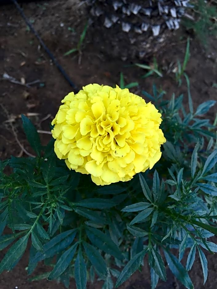 B&B Fiori Gialli Caucana