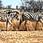 Sondela Nature Reserve & Spa Makhato Lodges