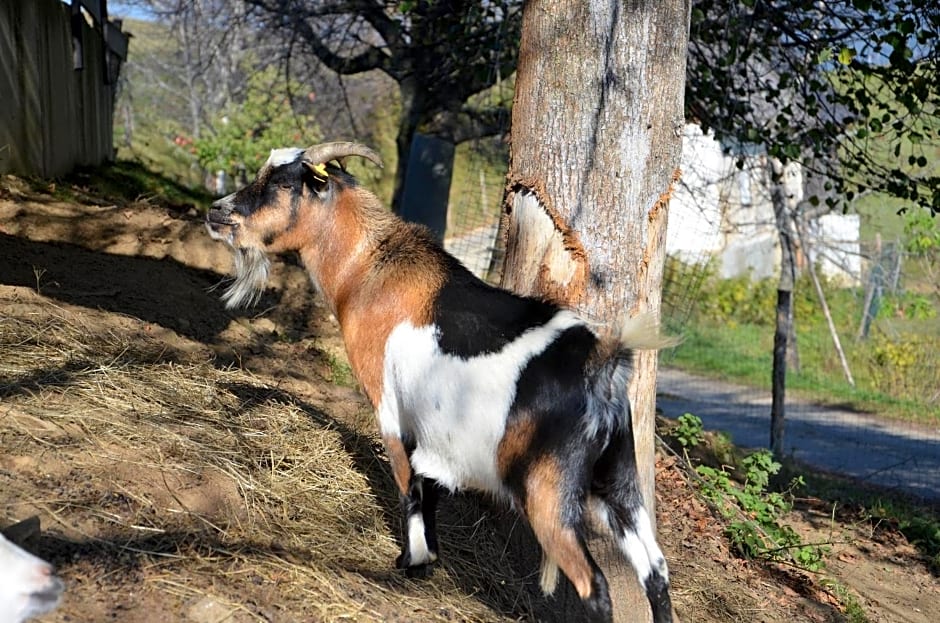 Ferienhaus Lärchenhütte