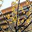 B&B La Perla di Roma
