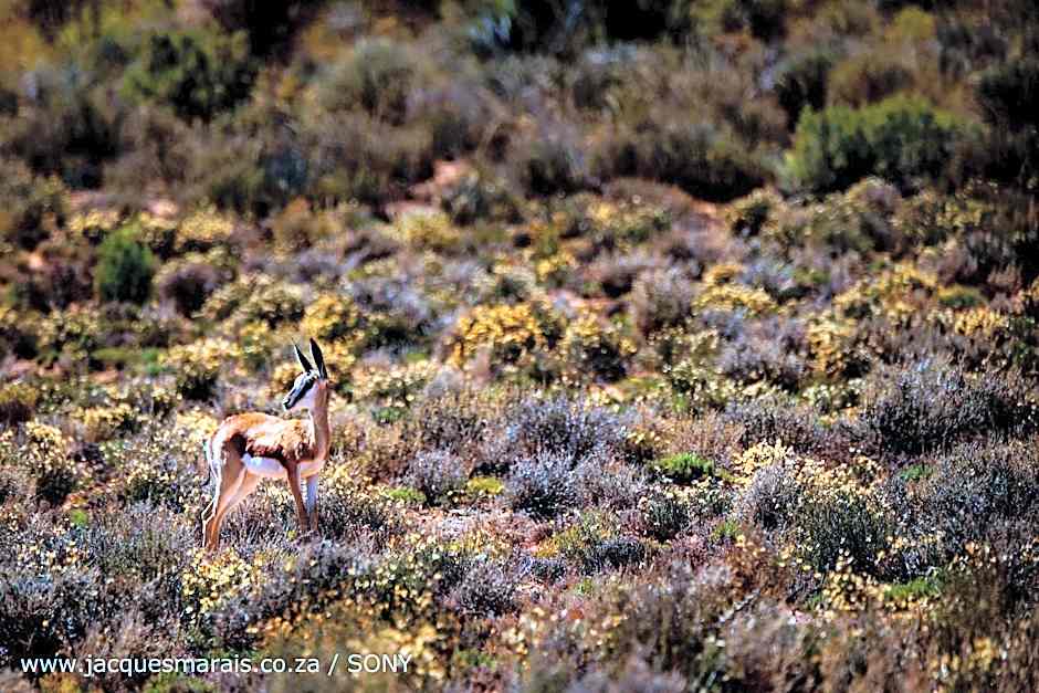 Kagga Kamma Nature Reserve