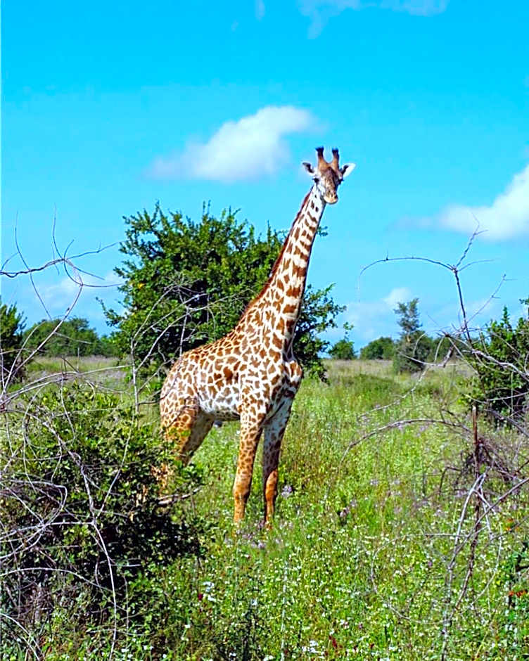 Mabata Makali Luxury Tented Camp