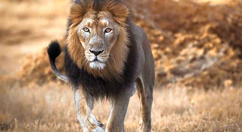 The Postcard Gir Wildlife Sanctuary