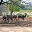 Foxy Crocodile Bush Lodge & Kruger Safaris