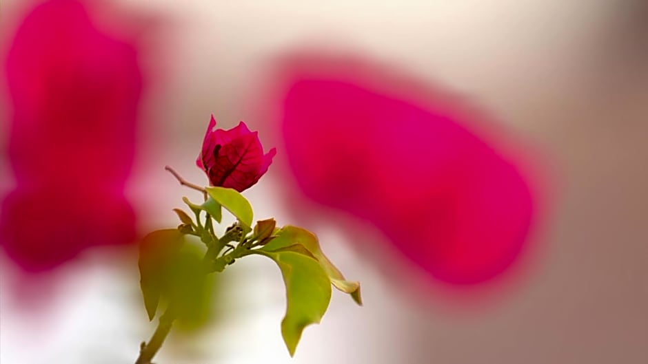 Remas Hotel Suites - Al Khoudh, Seeb, Muscat