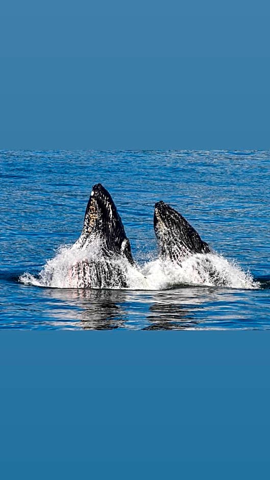 Dream House -Water Lily