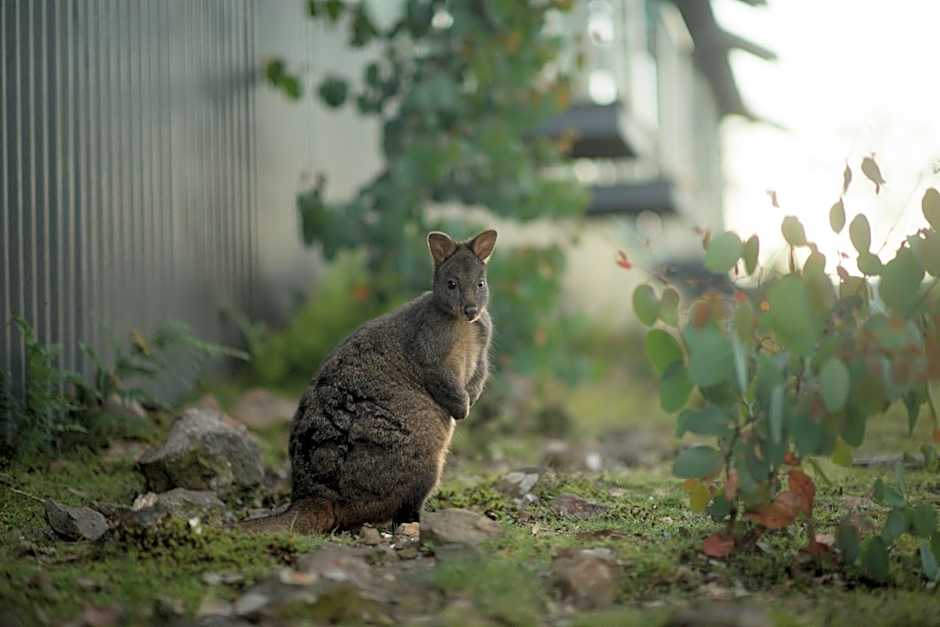 Cradle Mountain Hotel