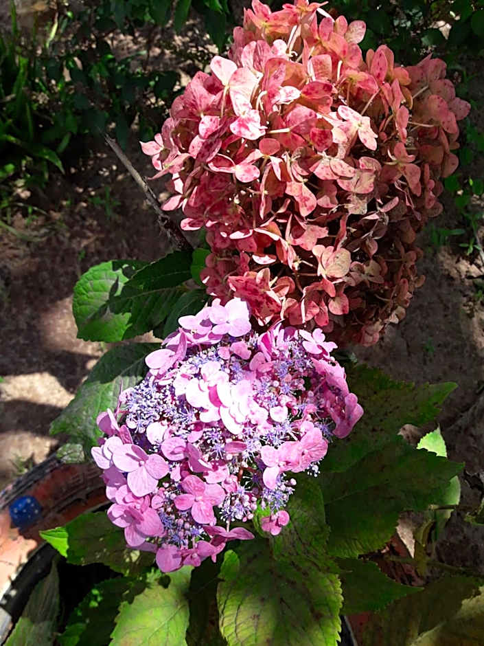 Chalé com Vista Privilegiada