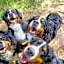 MolinDeiMaghi