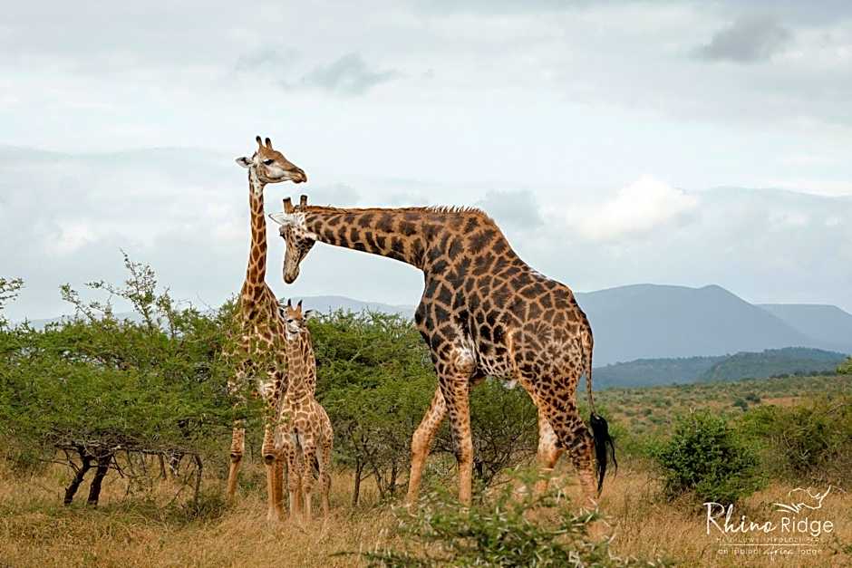 Rhino Ridge Safari Lodge