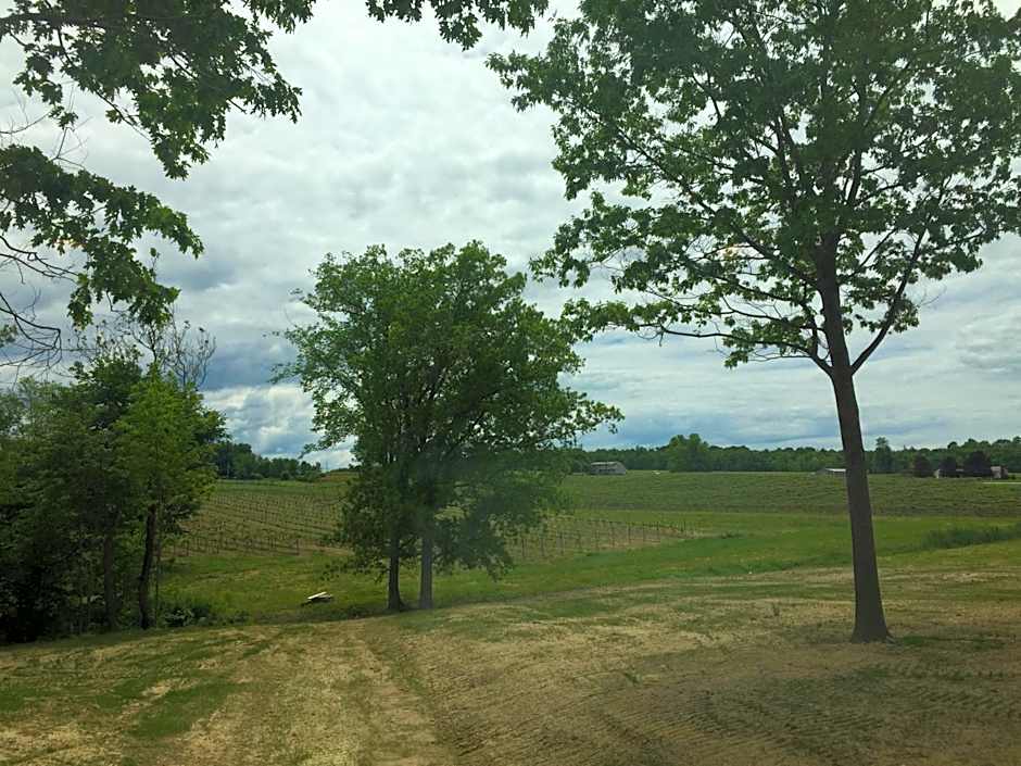 Vineyard Woods