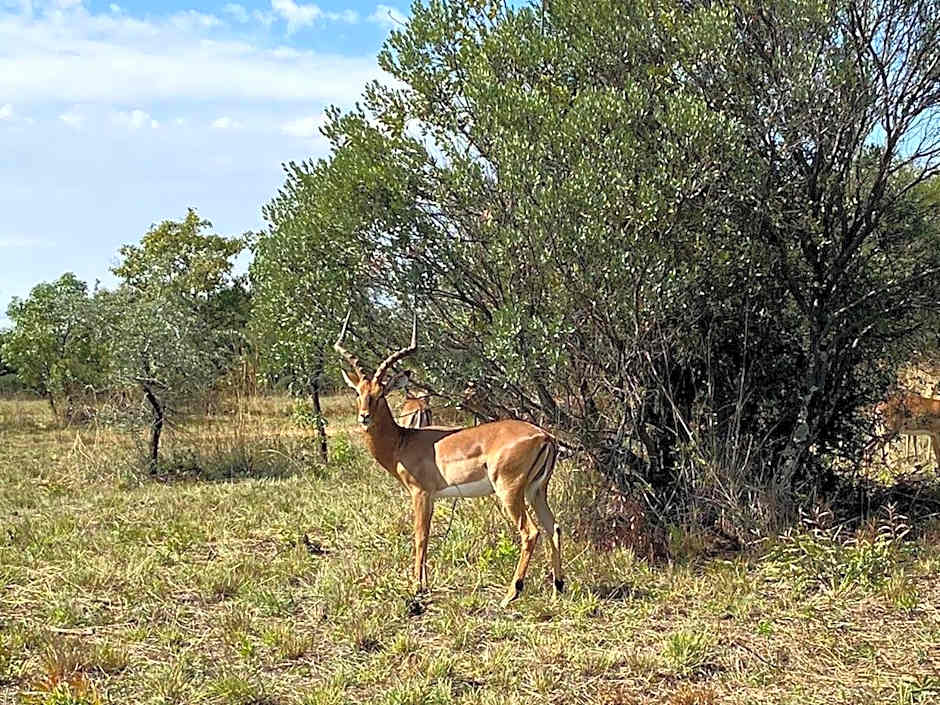 Zebula Golf and Wildlife Estate - Giraffe Plains Pax 4 - Moi Signature Luxury villa