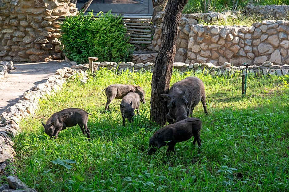 Foxy Crocodile Bush Lodge & Kruger Safaris