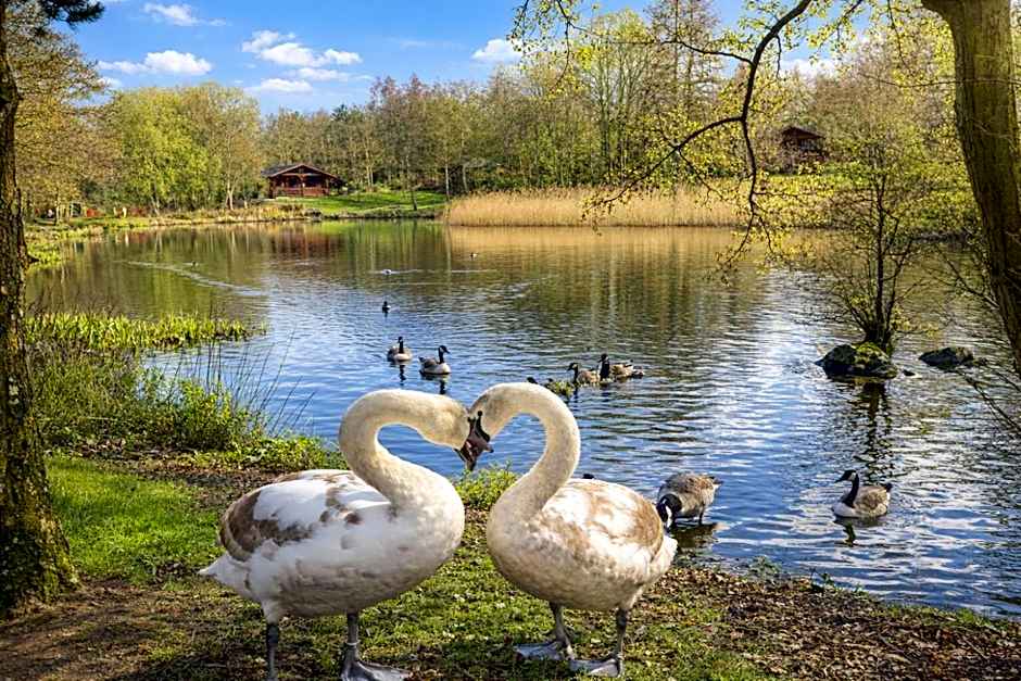 Swan Lake