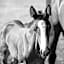 San Giacomo Horses & Agriturismo