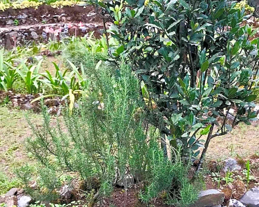 Mid-Century Modern Centrally Located Garden Oasis