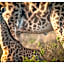 Thali Thali Game Lodge