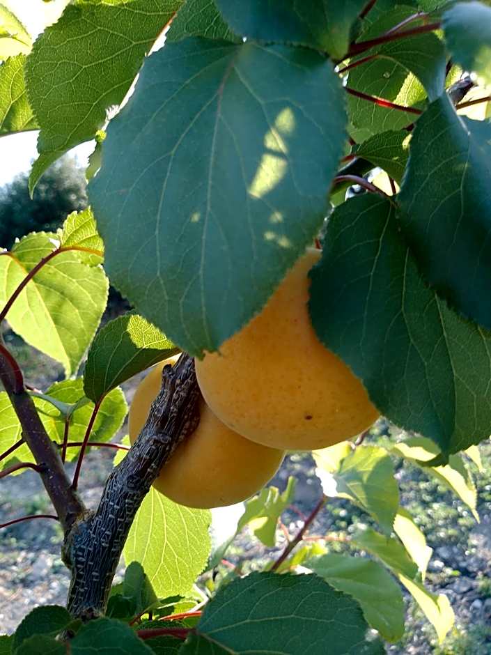 Lispusada Agriturismo Adults Only