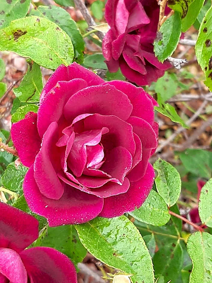 Country Rose Motel Warwick