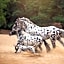Human & Horse Hotel