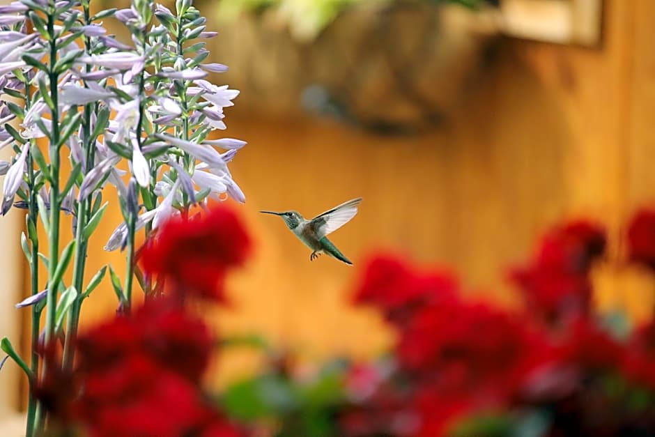 A Suite Retreat - Beyond Bed & Breakfast